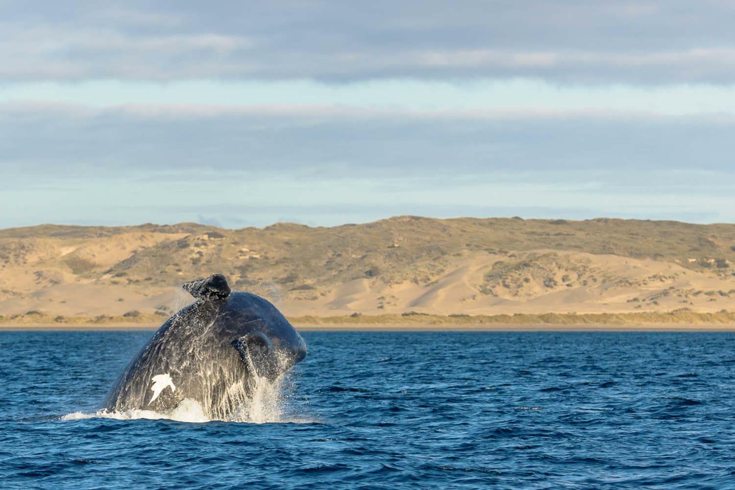 Argentina valdes peninsula right whale jumping at peninsula valdez argentina