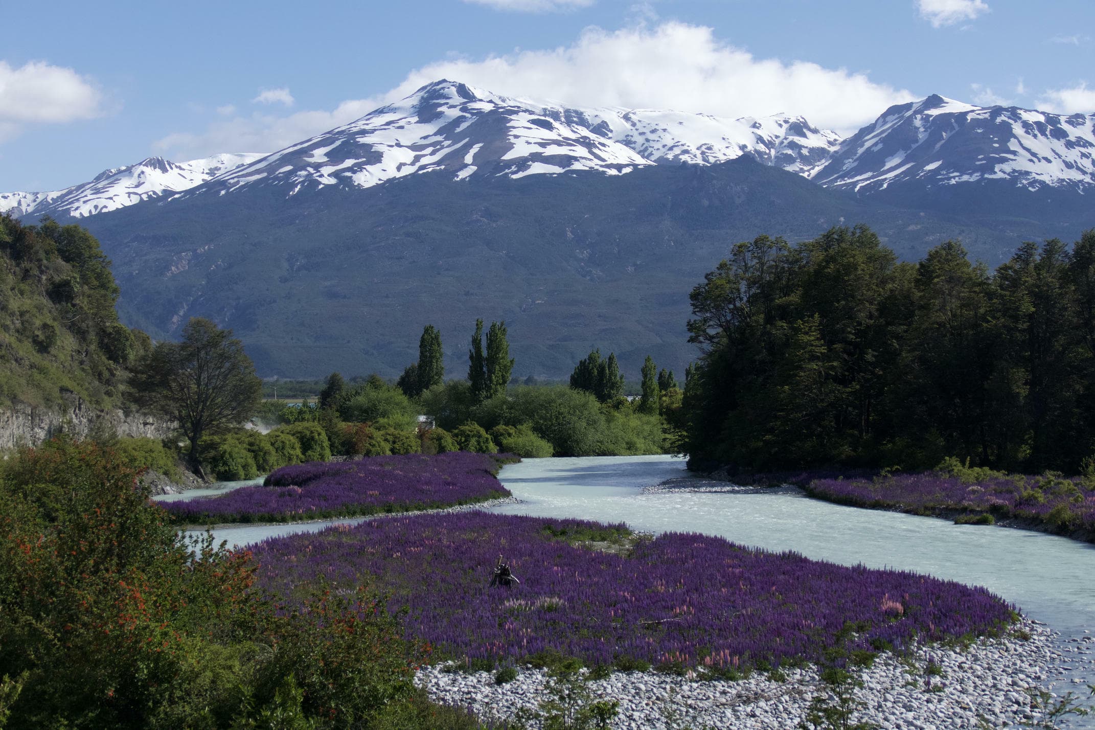 Chile patagonia carretera austral spring flowers