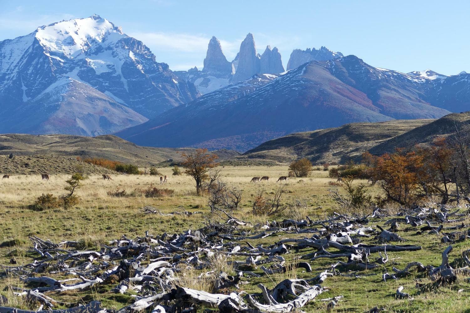 Chile patagonia torres del paine grasslands near laguna azul