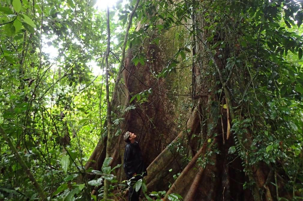 Costa rica caribbean sarapiqui la selva hike walk tree20180829 76980 1q96xu7