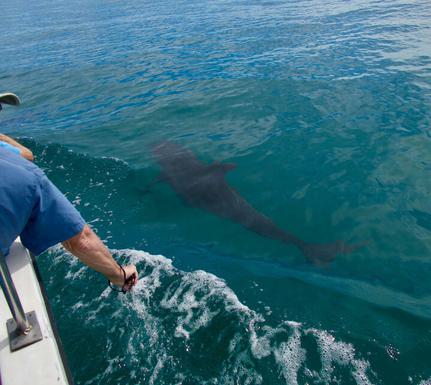 Costa rica osa peninsula casa atrevida dolphin alongside boat in golfo dulce