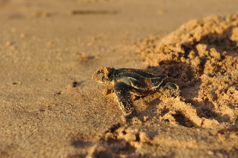 Costa rica pacific hatching turtle stephanie rousseau20180829 76980 1szwxgg