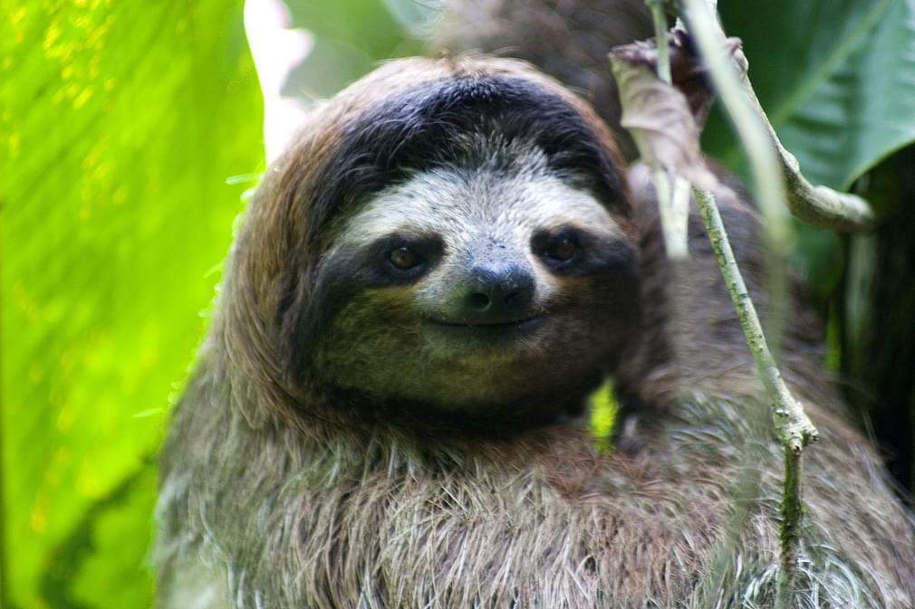 Costa rica tortuguero sloth CRT