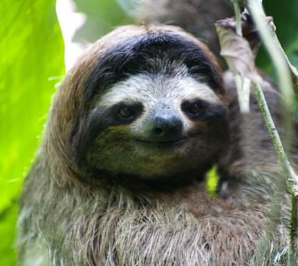 Costa rica tortuguero sloth CRT