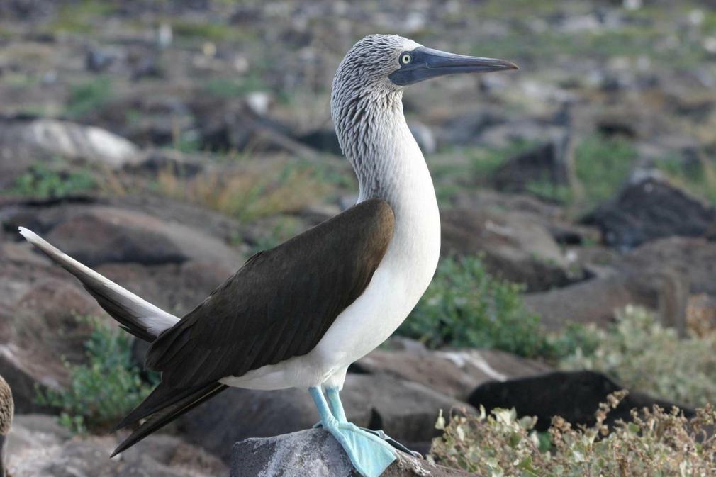 Ecuador galapagos islands blue footed booby mating dance20180829 76980 1axg6t3