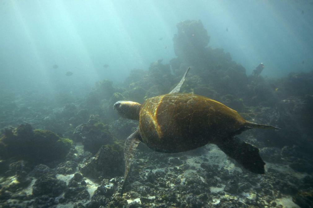 Ecuador galapagos islands land based galapagos sea turtle swimming underwater20180829 76980 1edkyxq