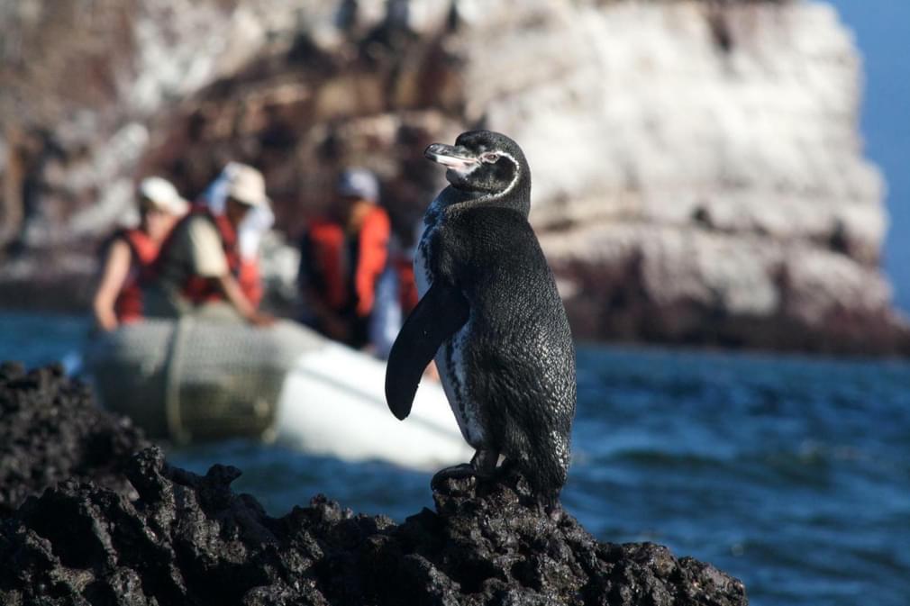 Ecuador galapagos islands penguin zodiac behind mariela islands20180829 76980 bkm5jo