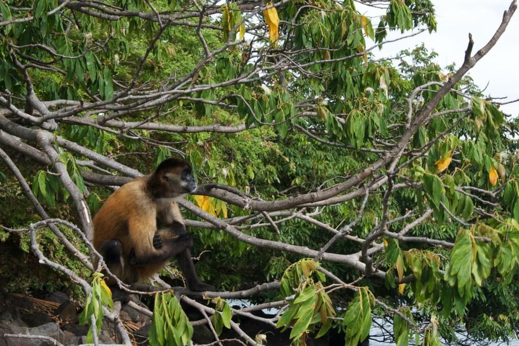 Nicaragua granada isletas howler monkey sitting in tree20180829 76980 17thiiv