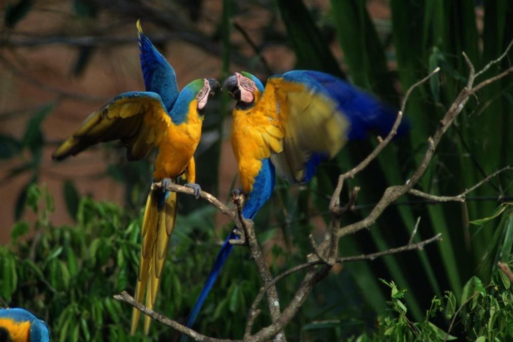 Peru amazon blue yellow macaws20180829 76980 8na08g