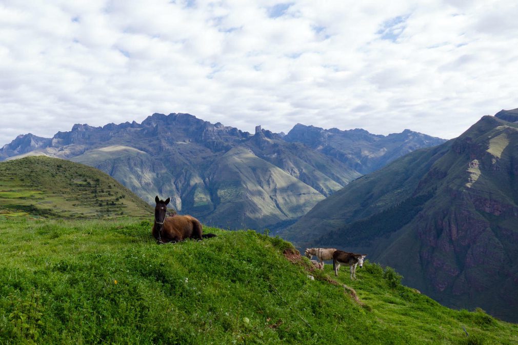 Peru cusco huchuy camp horses20180829 76980 1h7xlr5