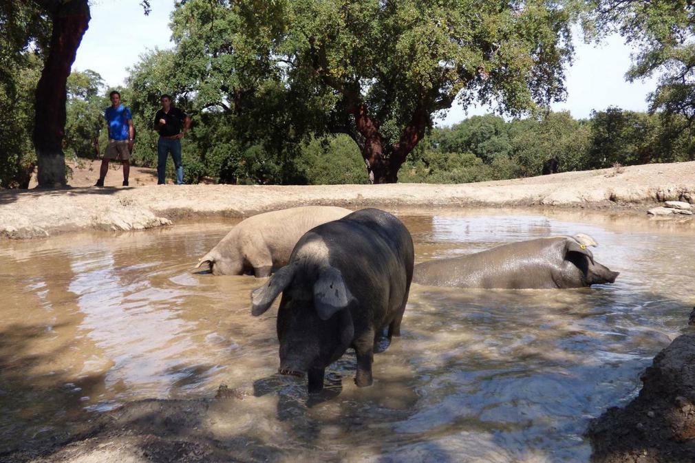 Spain andalucia aracena hills bathing pigs at jamones eiriz20180829 76980 sp6j1v