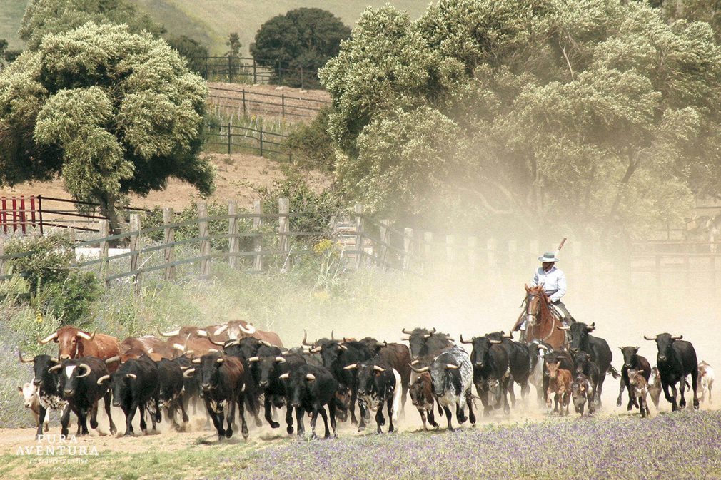 Spain andalucia cadiz medina torrestrella bulls horses c torrestrella20180829 76980 1n4ytc4