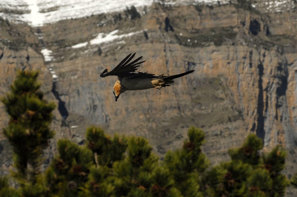 Spain pyrenees ordesa birds beardedvulture lammergeir c jpablofuentes