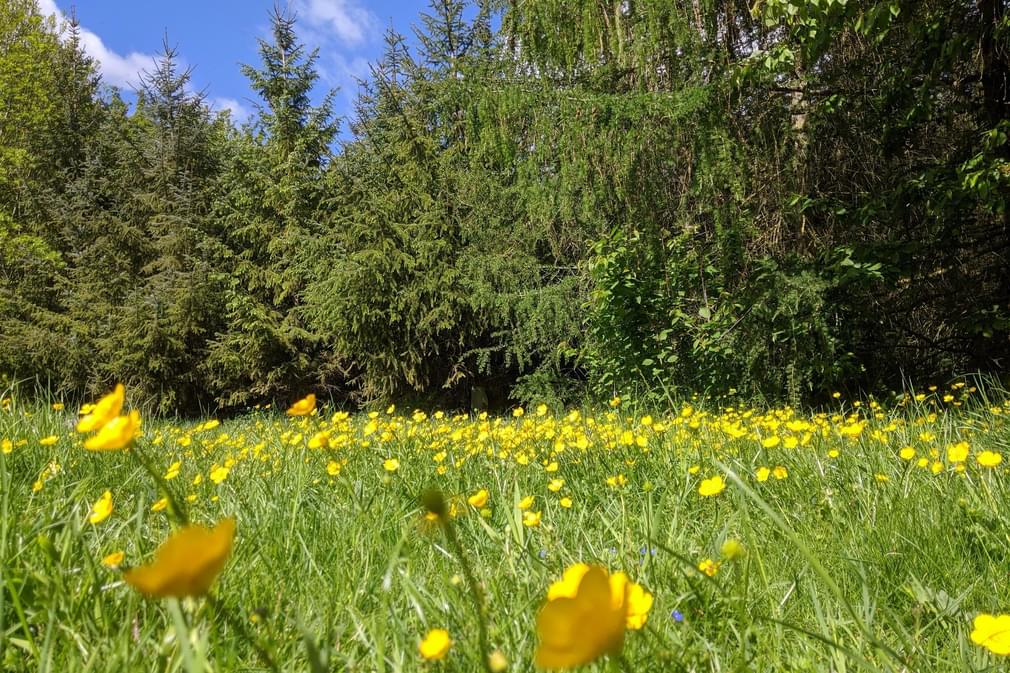 Spring meadow hertfordshire chris